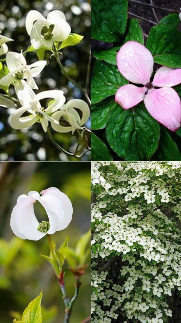 Flowering Dogwood UK 