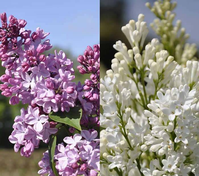 Lilac Trees for Sale UK: Preston Lilac Syringa Prestoniae Agnes Smith & Lilac hybrid Syringa X Hyacinthiflora Esther Staley