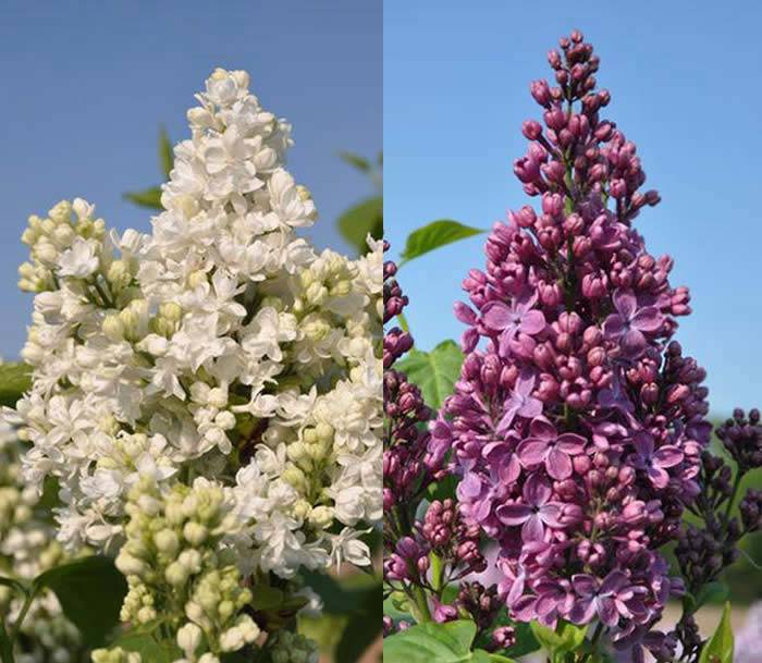 Lilac Trees for Sale UK: Heritage Common Lilacs Syringa Vulgaris Madame Lemoine and Syringa Vulgaris Ruhm Von Horstenstein