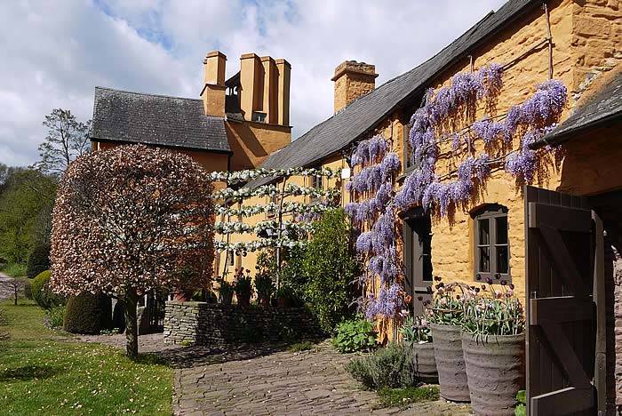Lilac Wisteria in full bloom