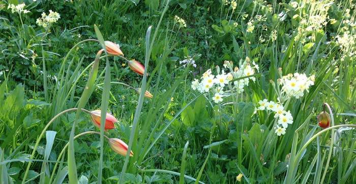 The Gardens at Allt-y-Bela, Wales