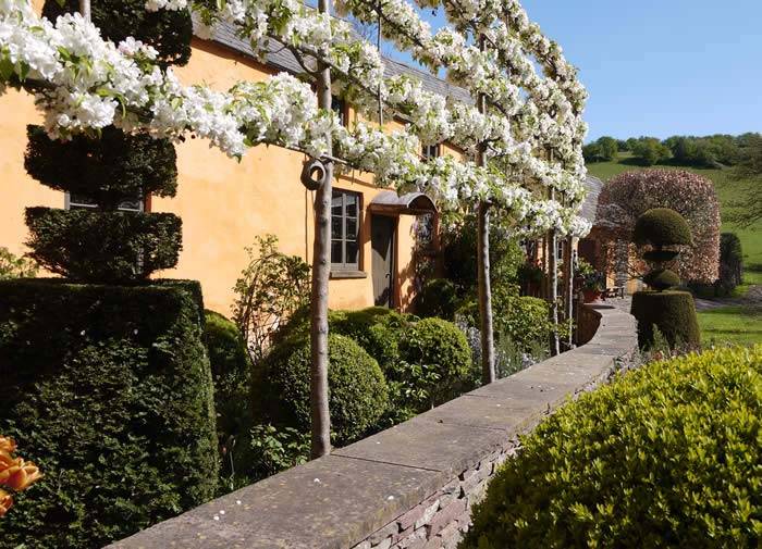 Espaliered Fruit Trees frame the front garden at Allt-y-Bela