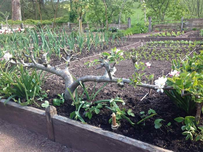 Low growing espaliered fruit trees form a living frame