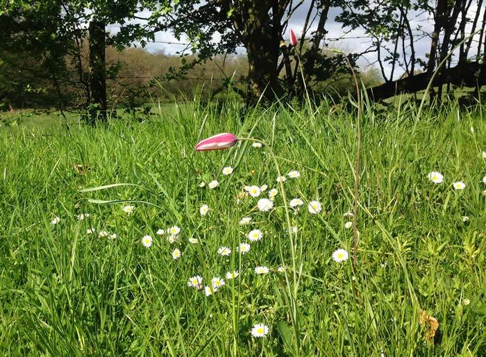 Tulips in the wild meadow gardens - a common sight at Allt-y-Bel