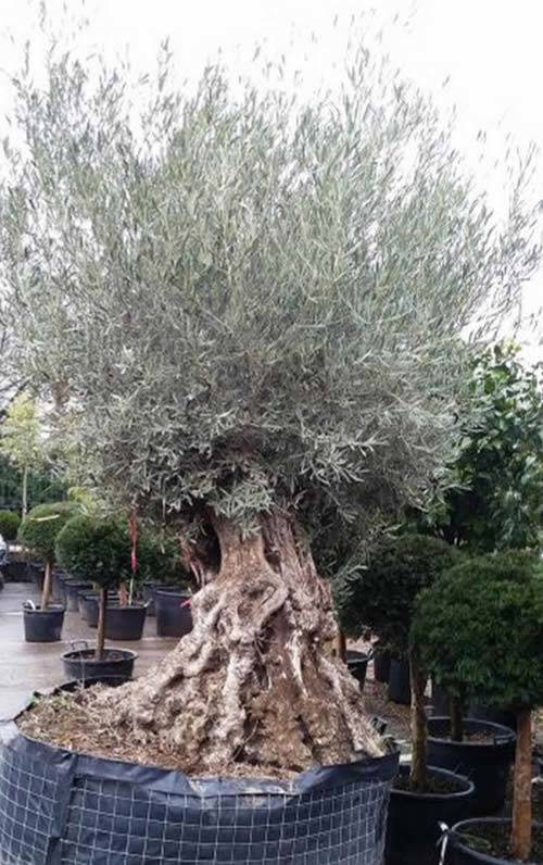 Paramount Plants - Bonsai macro olive trees for sale