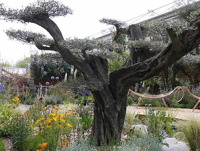 Bonsai macro olive trees