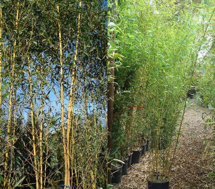 Phyllostachys Aureosulcata | Golden Groove Bamboo for screening UK