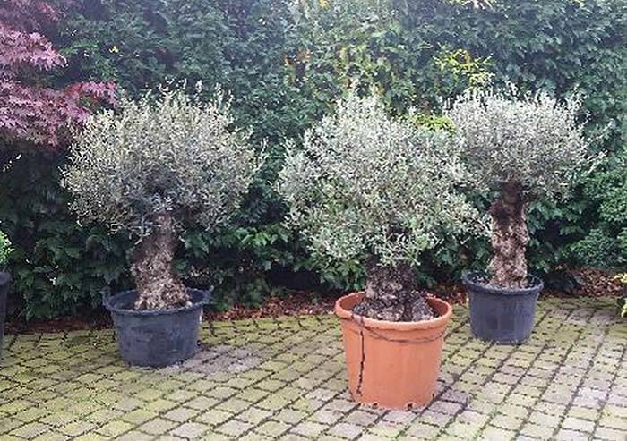 Mini garden bonsai olive trees are 1.25 metres tall