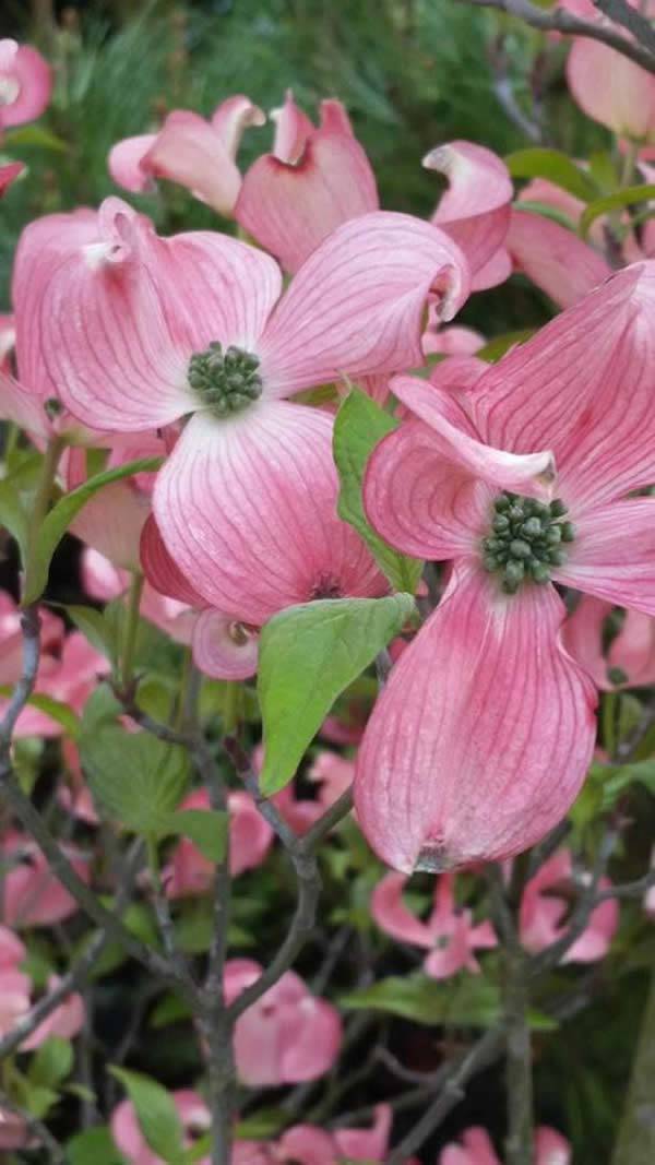 Flowering Dogwood UK - Cornus Florida F Rubra 