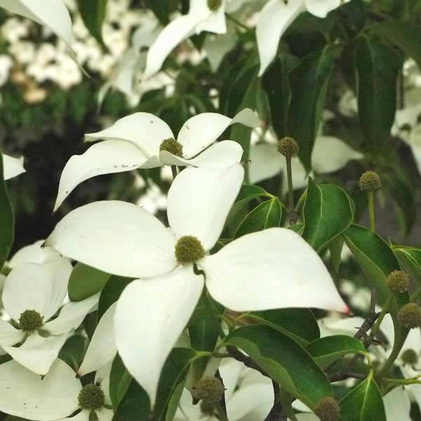 Flowering Dogwood UK – white flowering dogwoods