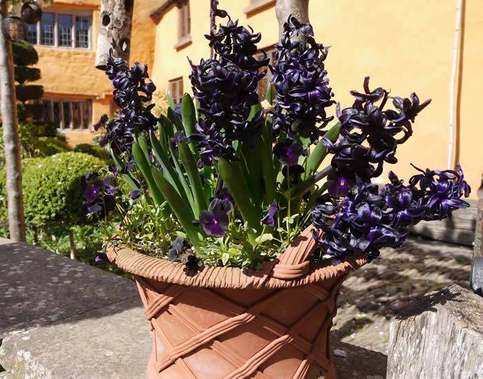 A new variety of dark hyacinths with dark purple violas