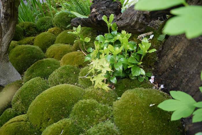 Beautiful ornamental mosses create a lovely soft ambiance in the Japanese Garden