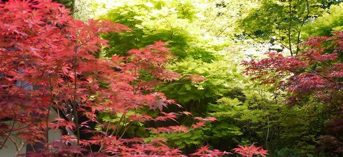 Japanese Acers