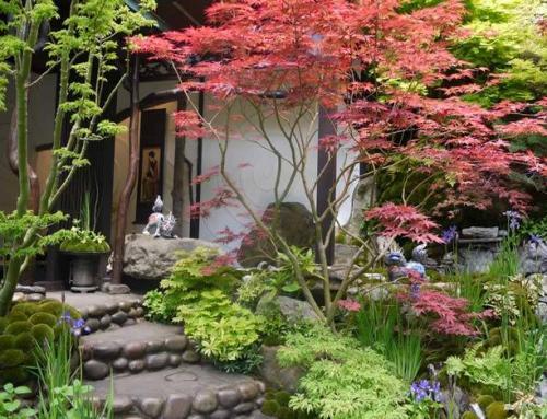 تسلق النباتات الحديقة اليابانية