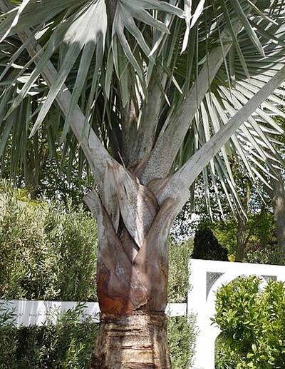 Olive Hedging - as featured at the Chelsea Flower Show 2015