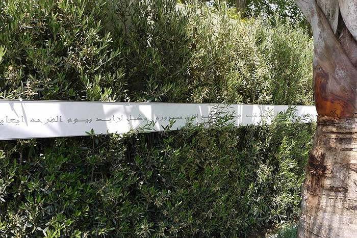 Olive Hedging - as featured at the Chelsea Flower Show 2015