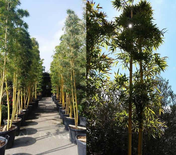 Bamboo For Screening Uk Which Is Best When Giant Bamboo Phyllostachys Edulis Bicolor For Uk