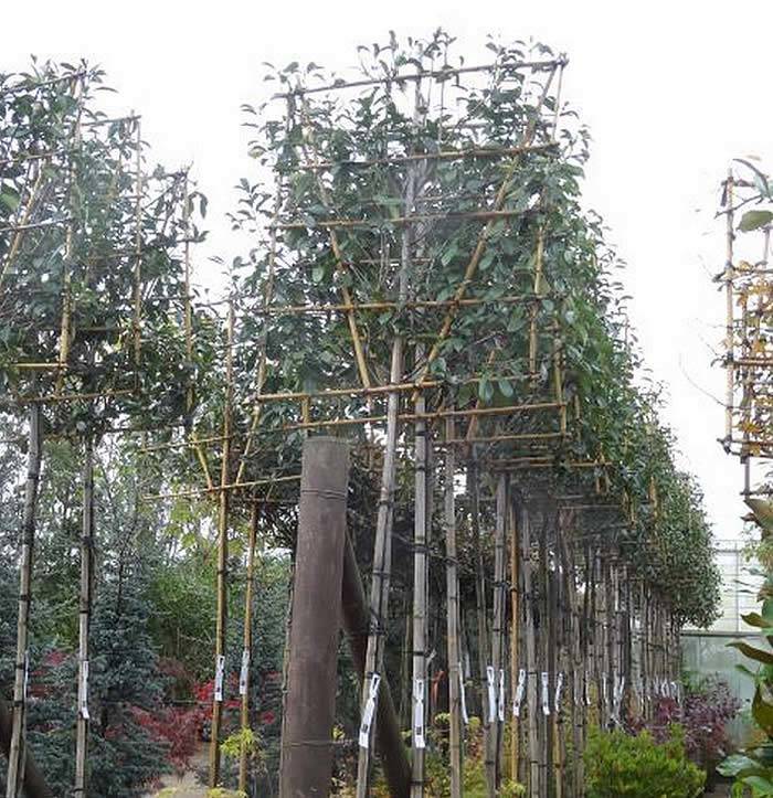 Photinia Red Robin pleached trees