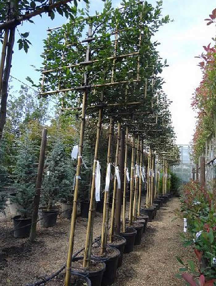 Pleached Trees for Screening - Hornbeam