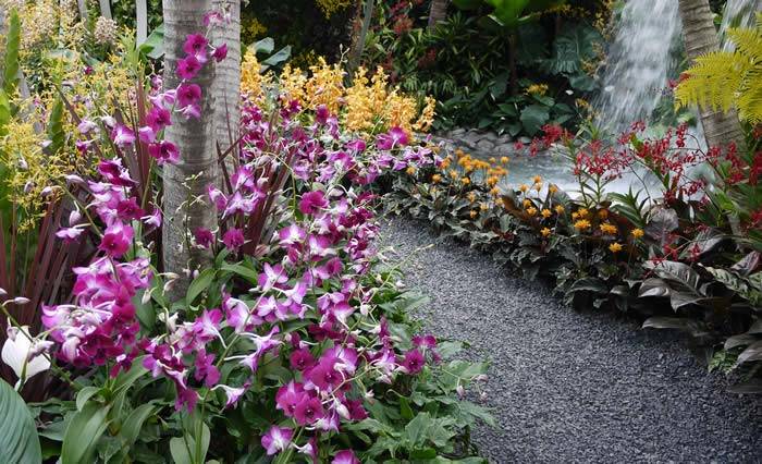 Orchids abound at the Singapore Gardens, RHS Chelsea 2015 