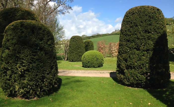 Yew Topiary Obelisks in the gardnes of Allt-y-Bela