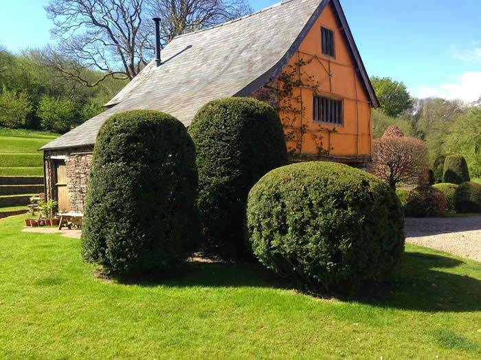 Topiary Yew Obelisks 