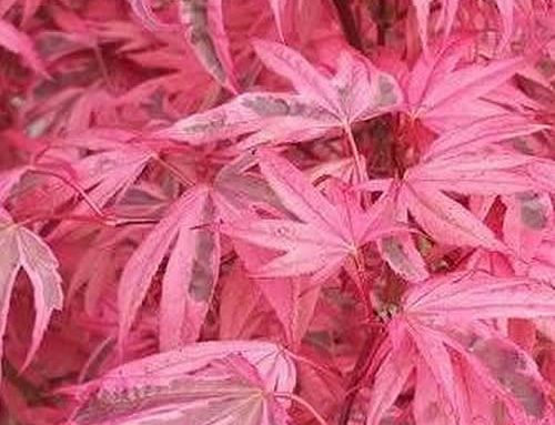 Japanese Maple Pink Leaves – Acer Palmatum Pink Passion