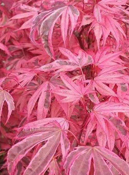 Japanese Maple Pink Leaves - Acer Palmatum Pink Passion