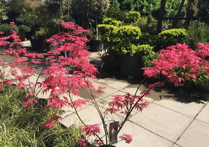 Acer Palmatum Pink Passion 