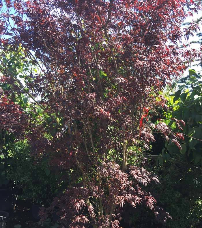 Acer Palmatum Trompenburg