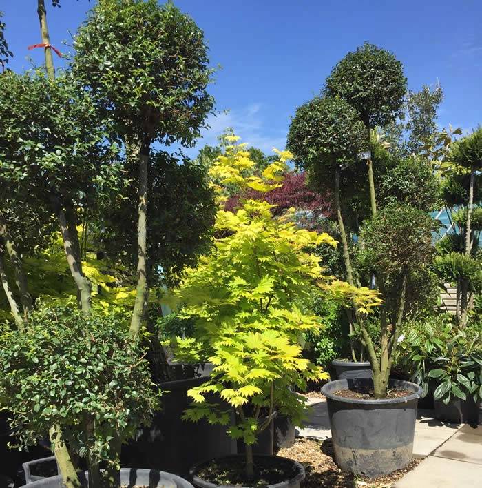 Acer Shirasawanum Aureum flanked by a pair of topiary pom poms 
