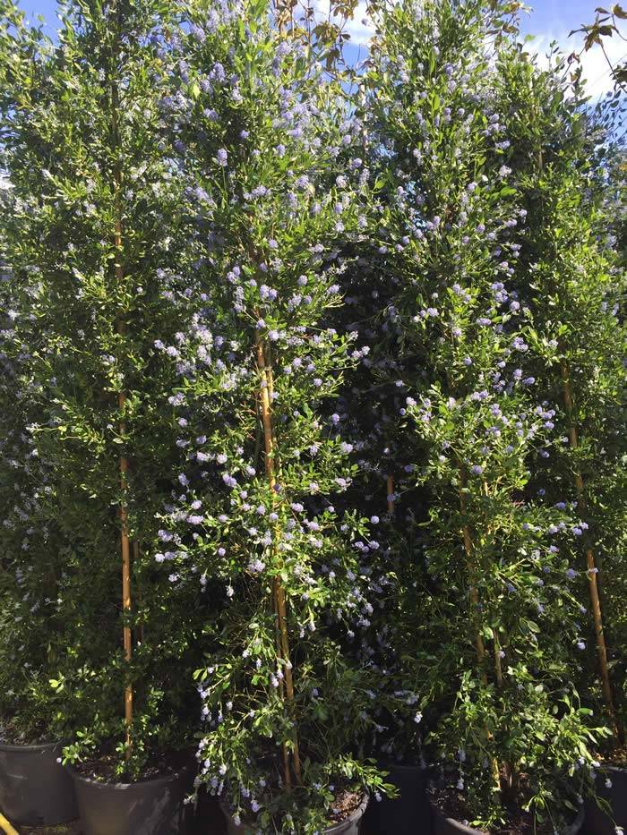 Ceanothus Impressus 