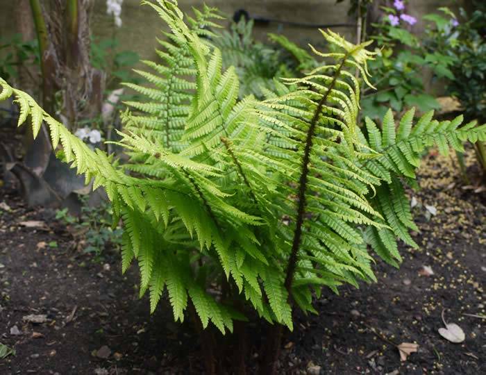 Dryopteris Wallichiana (Mr Wallichs Fern) 