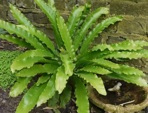 Ferns – Perfect Plants for shade