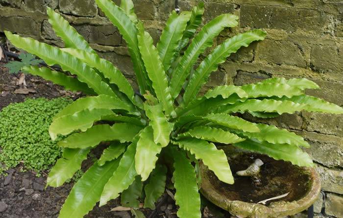 ferns plants