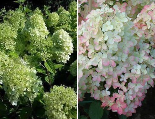 Hydrangea Paniculata Tree Form