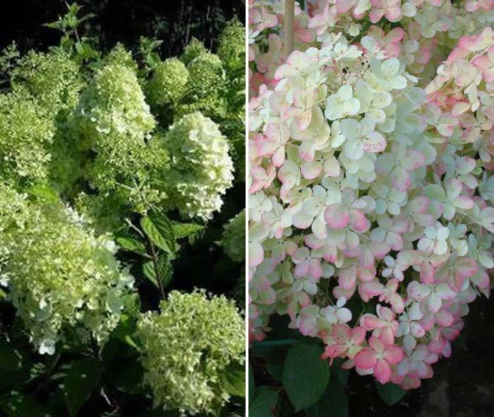 Hydrangea Paniculata Topiary Trees