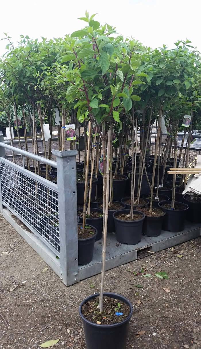 Just arrived - Hydrangea Paniculata Tree Form. 