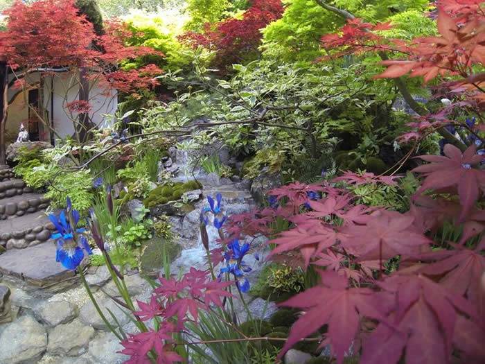 Red Pink Japanese Maple Foliage in a Japanese Garden (Chelsea Show 2015)