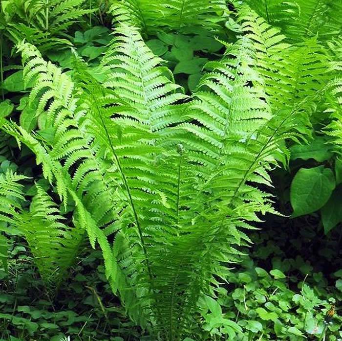 Native to the UK is the Shuttlecock Fern