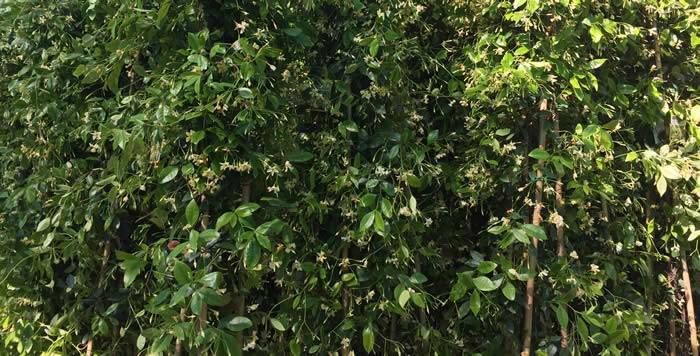 Star of Tuscana yellow flowering Jasmin (Trachelospermum Jasminoides)