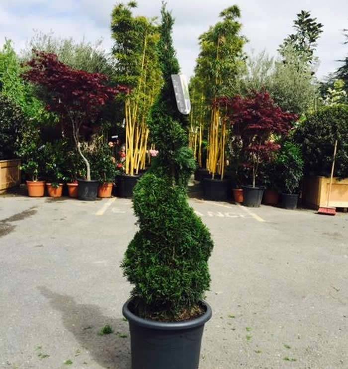 Thuja Occidentalis Smaragd Topiary Spirals