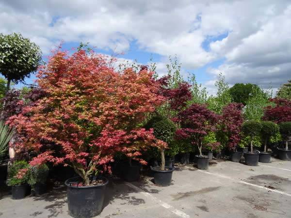 Acer Palmatum Shindeshojo (Spring Ruby Tree) 