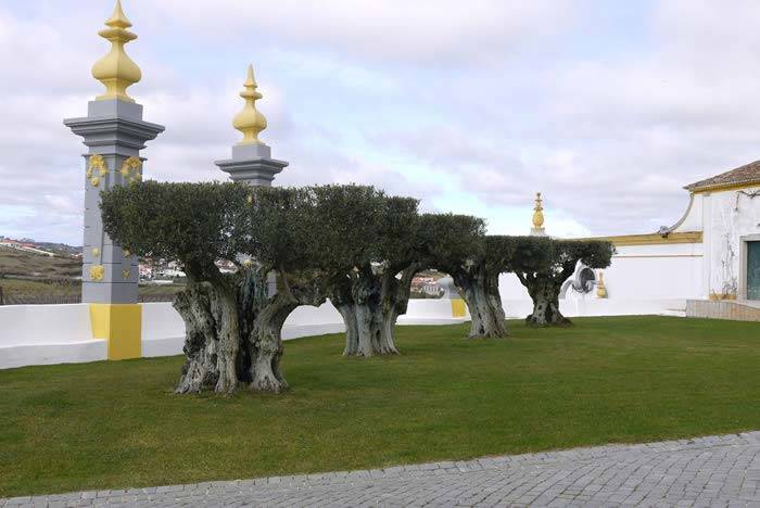 Ancient Olive Trees at Quinta Dos Loridos, Portugal