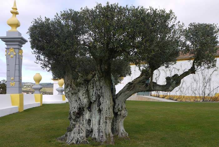 Bonsai Olive Tree at Qinta Dos Loridos, Portugal