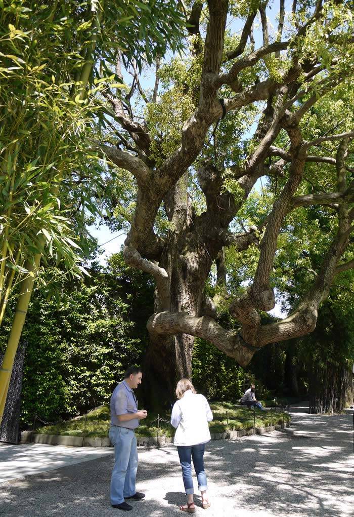 Camphor Laurel Tree,  Isola Bella