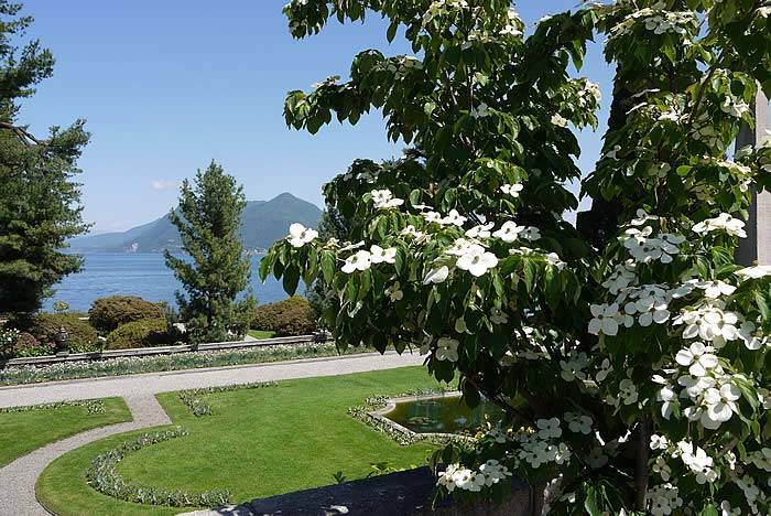 Beautiful, white flowering Cornus Kousa (Flowering Dogwood)