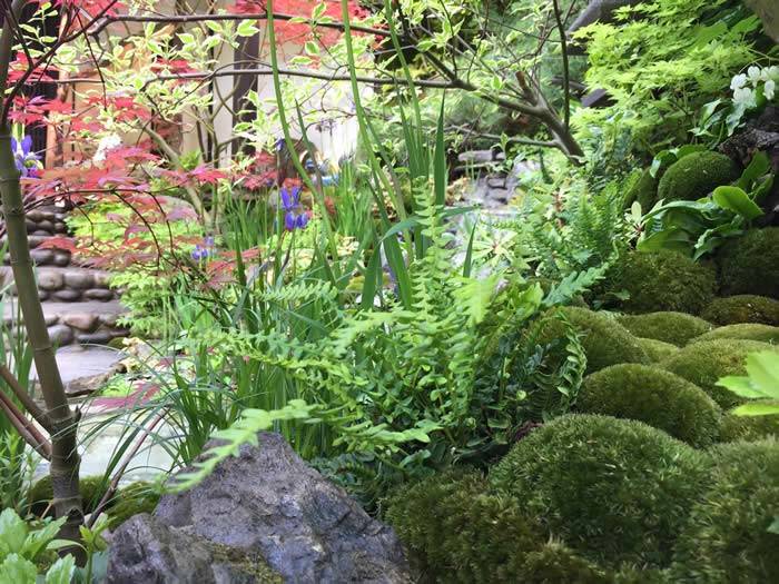 Fern in a Japanese Garden