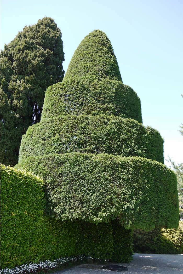 Giant Taxus Baccata Yew Spiral