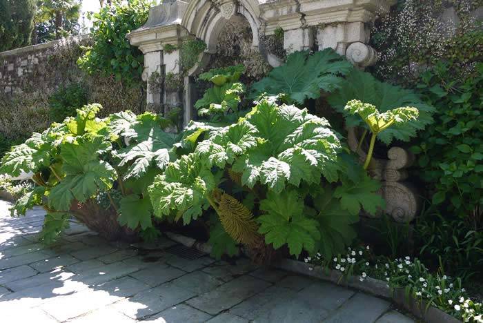 Gunnera Manicata at Isola Bella